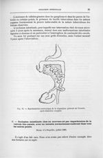 Fig. 74. Représentation schématique de la disposition générale de l'intestin, après dissection compl [...]