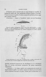 Fig. 20. Coupe du greffon cartilagineux concave sur sa face périchondrale / Fig. 21. Coupe schématiq [...]