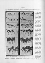 Fig. 29. Action abiotique ou retardante des rayons du radium sur la germination des graines de radis [...]