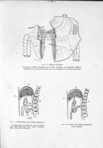 Fig. 6. (D'après Grynfeltt). Les quatre feuillets épiploïques et la Bursa omentalis / Fig. 7. Indépe [...]