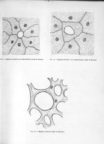 Fig. 9. Epiploon fenêtré : trou intercellulaire (imité de Renaut) / Fig. 10. Epiploon fenêtré : trou [...]