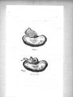Fig. N° 9 / Fig. N° 9 bis - Titres et travaux scientifiques