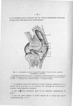 Fig. 2. Articulation du genou, coupe médio-sagittale (Testut et Jacob. Anatomie topographique, page  [...]