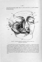 Fig. 29. Résection fenêtrée du maxillaire supérieur, d'après une préparation anatomique - Exposé des [...]