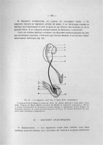Fig. 41. Le ligament rond chez le foetus (Très schématique) - Exposé des titres et travaux scientifi [...]