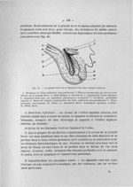 Fig. 44. La grande lèvre et le ligament rond chez l'adulte (schéma) - Exposé des titres et travaux s [...]