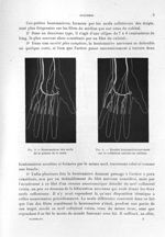 Fig. 3. Boutonnières des nerfs de la paume de la main / Fig. 4. Double boutonnière nerveuse sur le c [...]