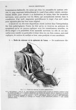 Fig. 7. Nerfs du releveur et nerfs sphinctériens - Titres et travaux scientifiques