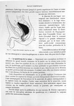 Fig. 8. Loge rétro-rectale injectée au suif - Titres et travaux scientifiques