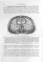 Fig. 9. Coupe du thorax au niveau du mamelon - Titres et travaux scientifiques