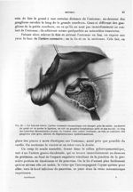 Fig. 26. Le foie est relevé, l'artère coronaire stomachique est chargée près du cardia. Au-dessus du [...]