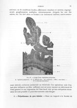 Fig. 30. Coupe d'une végétation polypeuse - Titres et travaux scientifiques