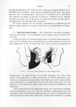 Fig. 39. Les deux variétés d'abcès de la fosse ischio-rectale - Titres et travaux scientifiques