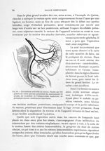 Fig. 46. Circulation artérielle du rectum - Titres et travaux scientifiques