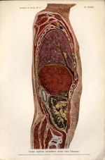 Planche XXXIV. Coupe sagittale mamillaire droite chez l'homme - Archives de Doyen. Revue médico-chir [...]