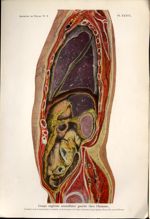 Planche XXXVI. Coupe sagittale mamillaire gauche chez l'homme - Archives de Doyen. Revue médico-chir [...]