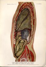 Planche XXXVII. Coupe sagittale mamillaire gauche chez l'homme, après addition des organes du segmen [...]
