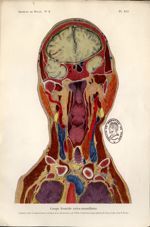 Planche XLI. Coupe frontale extra-mamillaire - Archives de Doyen. Revue médico-chirurgicale illustré [...]