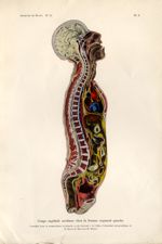 Planche L : Coupe sagittale médiane chez la femme segment gauche - Archives de Doyen. Revue médico-c [...]