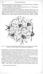Fig. 1. Coupe de la moelle (région lombaire) dans un cas de maladie de Parkinson - Revue neurologiqu [...]