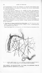 Fig. 1. A gauche, capillaire injectée avec sa gaine lymphatique. Les capillaires du réseau fin forme [...]