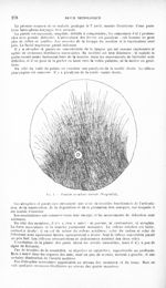 Fig. 1. Frontale ascendante normale (Weigert-Pal) - Revue neurologique