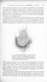 Fig. 1. Culture de ganglion de lapin. 9 jours, examinée au microscope binoculaire de Reichert - Revu [...]