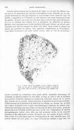 Fig. 4. Lapin, culture de ganglion, 4 jours. Section colorée au Nissl - Revue neurologique