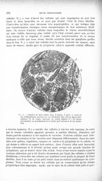 Fig. 6. Ganglion de lapin cultivé dans le plasma, 9 jours - Revue neurologique