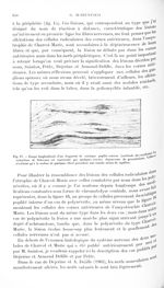 Fig. 17. Coupe longitudinale d'un fragment de sciatique poplité externe (méthode des oxydases). Le s [...]