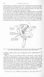 Fig. 4. Croquis, d'après une dissection, montrant la disposition, chez le chien, des expansions fibr [...]