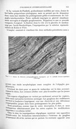 Fig. 1. Gaines de Schwann juxtaganglionnaires imprégnées par la méthode chromo-argentique d'Hortega  [...]