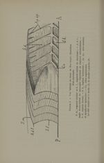 Figure 4. - Vue latérale du tronc de Box boops; dissection d'un myosepte - Titres et travaux scienti [...]