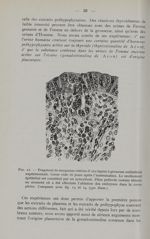 Fig. 12. - Fragment de muqueuse utérine d'une lapine à grossesse unilatérale expérimentale. Corne vi [...]