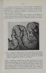 Fig. 18. - Muqueuse vaginale d'une rate 19 jours après l'insémination. Tous les embryons ont été enl [...]