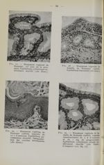 Fig. 27. - Muqueuse vaginale de hamster, 10e jour de la grossesse. Epithélium cylindrique entièremen [...]