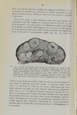 Fig. 32. - Ovaire de lapine dans laquelle on a produit des corps jaunes surnuméraires par introducti [...]
