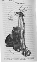 Fig. 18. Appareil nerveux cérébro-spinal et splanchnique du lapin : rapports nerveux entre le foie,  [...]