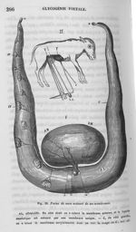 Fig. 20. Foetus de veau entouré de ses membranes - Leçons de physiologie expérimentale appliquée à l [...]