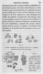 Fig. 6. Cellules épithéliales de la bouche de la raie et de la carpe / Fig. 7. Grandes et petites ce [...]