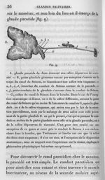 Fig. 9. A. Glande parotide du chien / B. Petite glandule génienne venant par exception d'ouvrir sur  [...]