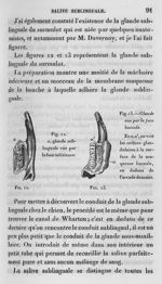 Fig. 12 et 13. Glande sublinguale - Leçons de physiologie expérimentale appliquée à la médecine, fai [...]
