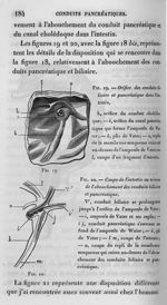 Fig. 19. Orifice des conduits biliaire et pancréatiques dans l'intestin / Fig. 20. Coupe de l'intest [...]
