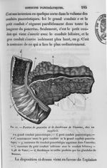 Fig. 21. Portion de pancréas et de duodénum de l'homme, chez un supplicié - Leçons de physiologie ex [...]