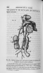 Fig. 33.  Système veineux de la veine porte et système de Jacobson chez le pigeon, vus par la partie [...]