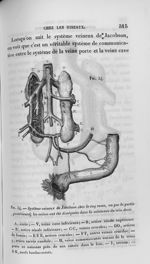 Fig. 34. Système veineux de Jacobson chez le coq russe, vu par la partie postérieure - Leçons de phy [...]