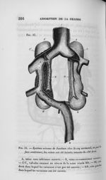 Fig. 35. Système veineux de Jacobson chez le coq normand, vu par la face antérieure - Leçons de phys [...]
