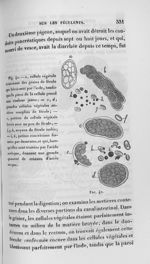 Fig. 42. [Cellules végétales et concrétions formées par desurates chez un deuxième pigeon auquel on  [...]