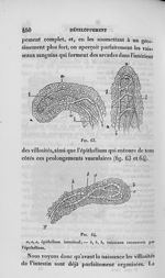 Fig. 63 et 64. Villosités [de la muqueuse intestinale] - Leçons de physiologie expérimentale appliqu [...]
