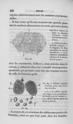 Fig. 68. Chyme de lapin en digestion d'aliments mixtes descendu dans le duodénum / Fig. 69. Cellules [...]